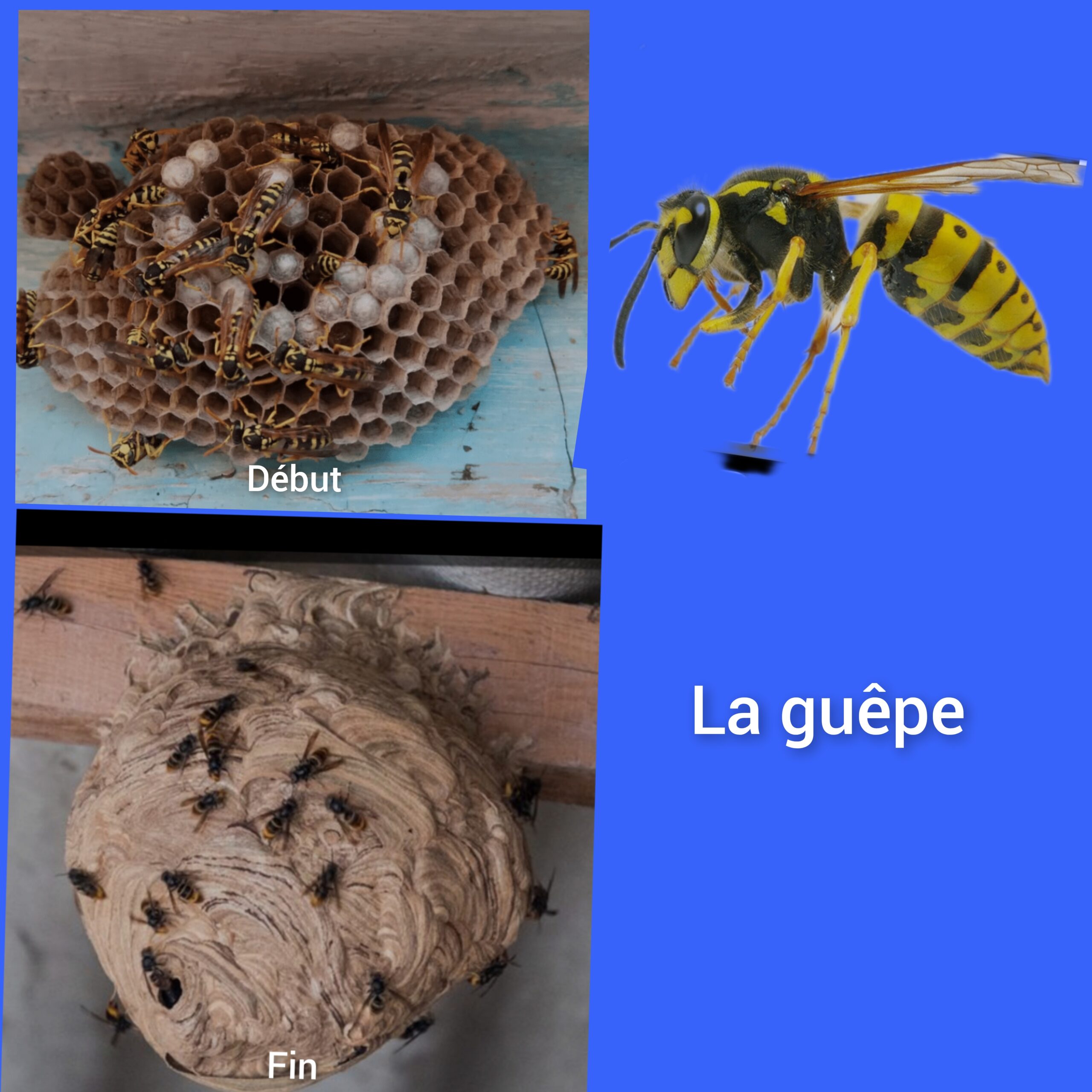 Les guêpes : un danger pour votre maison et votre jardin