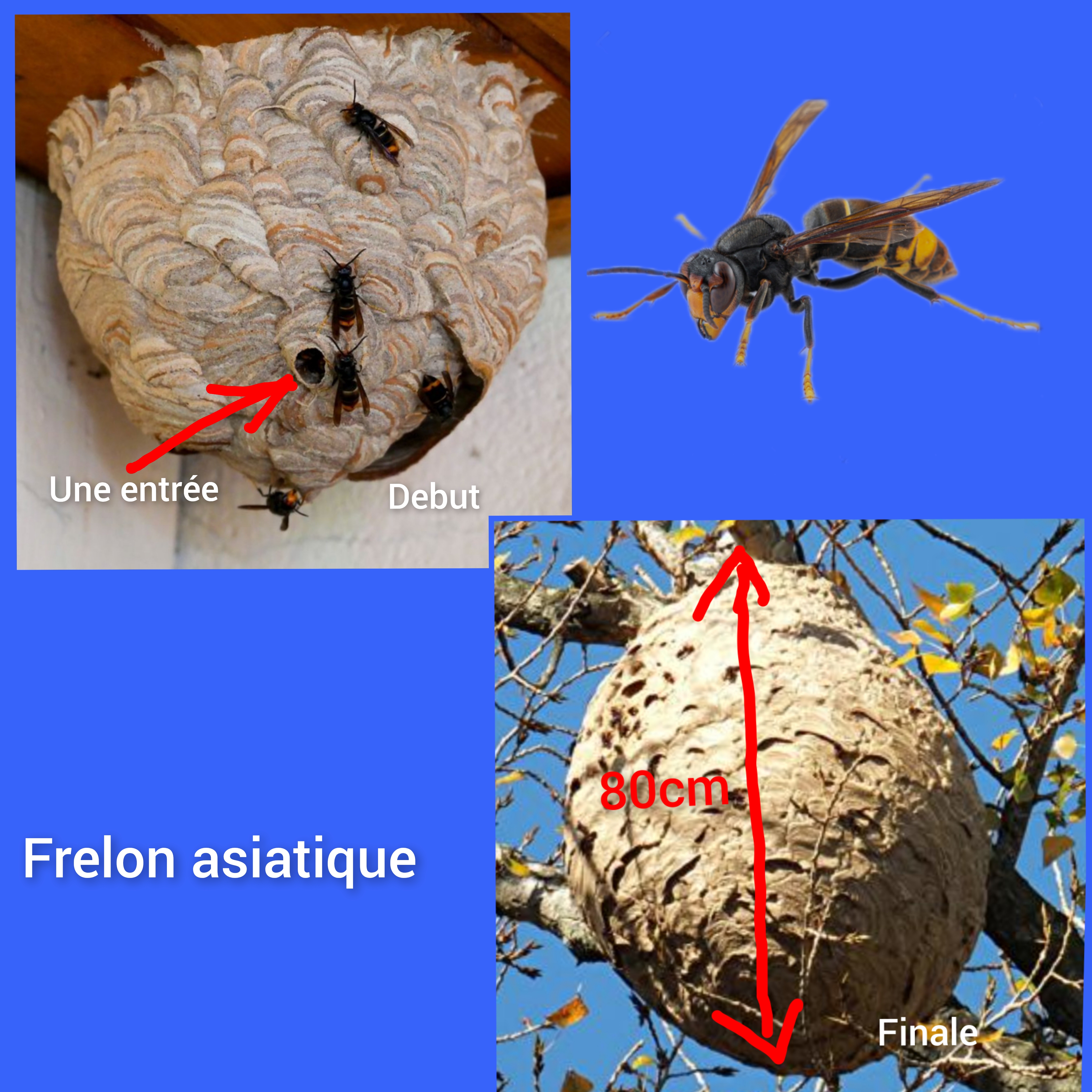 Lutte contre les frelons asiatiques : faites confiance à TAP (Traitement Anti Parasites) pour une intervention rapide et efficace